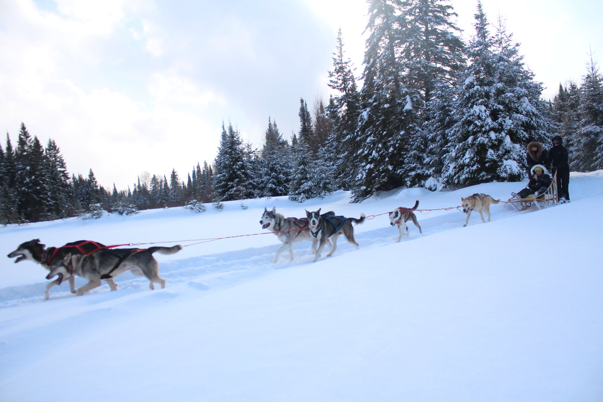 how much weight can a dog pull on a sled